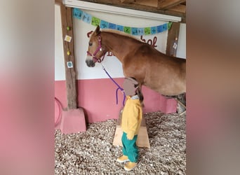 Weitere Ponys/Kleinpferde Mix, Stute, 18 Jahre, 140 cm, Fuchs