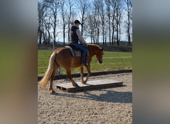 Weitere Ponys/Kleinpferde Mix, Stute, 18 Jahre, 140 cm, Fuchs