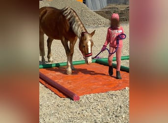 Weitere Ponys/Kleinpferde Mix, Stute, 18 Jahre, 140 cm, Fuchs