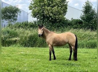 Weitere Ponys/Kleinpferde, Stute, 18 Jahre, 148 cm, Buckskin