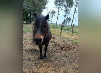 Weitere Ponys/Kleinpferde, Stute, 19 Jahre, 104 cm, Dunkelbrauner