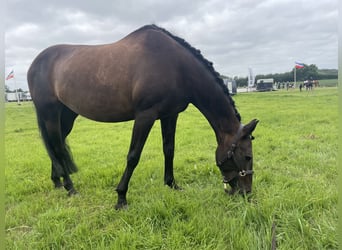 Weitere Ponys/Kleinpferde, Stute, 19 Jahre, 155 cm, Dunkelbrauner