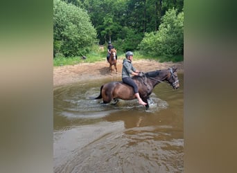 Weitere Ponys/Kleinpferde, Stute, 19 Jahre, 155 cm, Dunkelbrauner