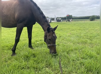 Weitere Ponys/Kleinpferde, Stute, 19 Jahre, 156 cm, Dunkelbrauner