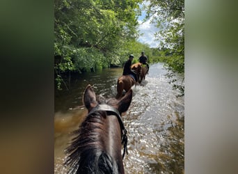 Weitere Ponys/Kleinpferde, Stute, 19 Jahre, 156 cm, Dunkelbrauner