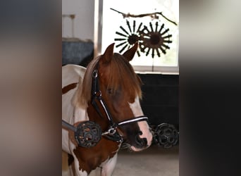 Weitere Ponys/Kleinpferde, Stute, 1 Jahr, 127 cm, Schecke