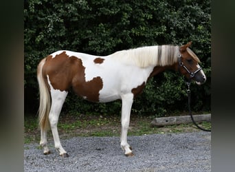 Weitere Ponys/Kleinpferde, Stute, 1 Jahr, 127 cm, Schecke
