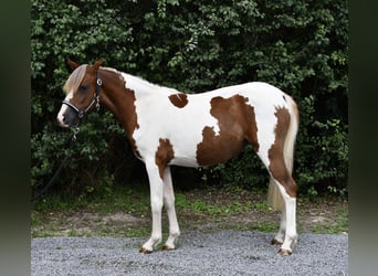 Weitere Ponys/Kleinpferde, Stute, 1 Jahr, 127 cm, Schecke