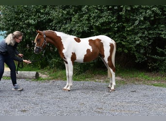 Weitere Ponys/Kleinpferde, Stute, 1 Jahr, 127 cm, Schecke