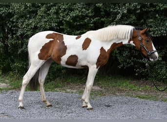 Weitere Ponys/Kleinpferde, Stute, 1 Jahr, 135 cm, Schecke