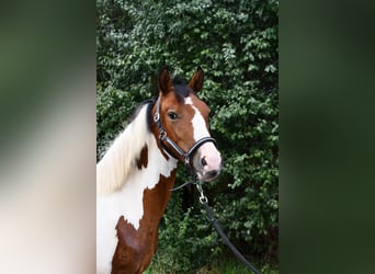 Weitere Ponys/Kleinpferde, Stute, 1 Jahr, 135 cm, Schecke