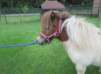 Weitere Ponys/Kleinpferde Mix, Stute, 1 Jahr, 75 cm, Schecke