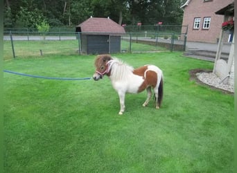 Weitere Ponys/Kleinpferde Mix, Stute, 1 Jahr, 75 cm, Schecke