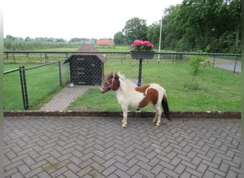 Weitere Ponys/Kleinpferde Mix, Stute, 1 Jahr, 75 cm, Schecke