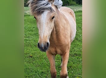 Weitere Ponys/Kleinpferde, Stute, 1 Jahr, Palomino