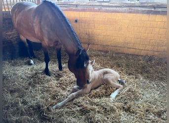 Weitere Ponys/Kleinpferde, Stute, 1 Jahr, Palomino