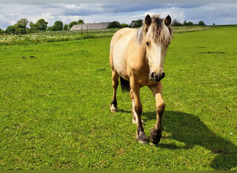 Weitere Ponys/Kleinpferde, Stute, 1 Jahr, Palomino