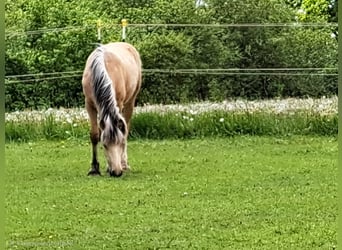 Weitere Ponys/Kleinpferde, Stute, 1 Jahr, Palomino