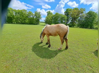 Weitere Ponys/Kleinpferde, Stute, 1 Jahr, Palomino