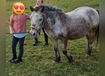 Weitere Ponys/Kleinpferde, Stute, 20 Jahre, 100 cm, Braunfalbschimmel