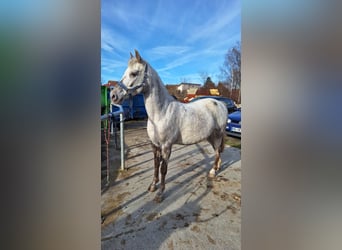 Weitere Ponys/Kleinpferde Mix, Stute, 20 Jahre, 140 cm, Schimmel