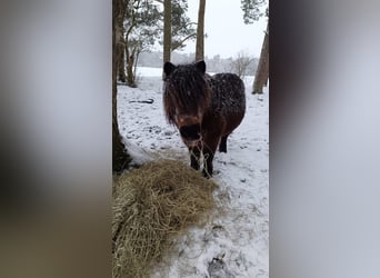 Weitere Ponys/Kleinpferde, Stute, 20 Jahre