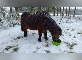 Weitere Ponys/Kleinpferde, Stute, 20 Jahre