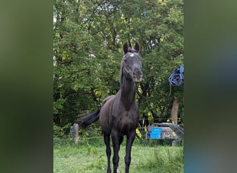 Weitere Ponys/Kleinpferde, Stute, 24 Jahre, 145 cm