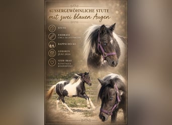Weitere Ponys/Kleinpferde, Stute, 2 Jahre, 120 cm, Schecke