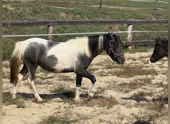 Weitere Ponys/Kleinpferde, Stute, 2 Jahre, 120 cm, Schecke