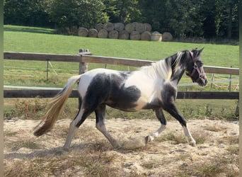 Weitere Ponys/Kleinpferde, Stute, 2 Jahre, 120 cm, Schecke