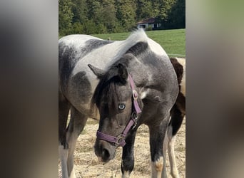 Weitere Ponys/Kleinpferde, Stute, 2 Jahre, 120 cm, Schecke