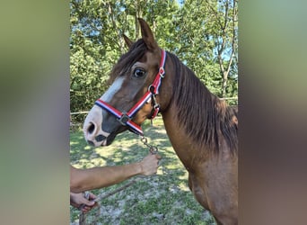 Weitere Ponys/Kleinpferde, Stute, 2 Jahre, 139 cm, Fuchs