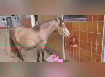 Weitere Ponys/Kleinpferde, Stute, 2 Jahre, 140 cm, Falbe