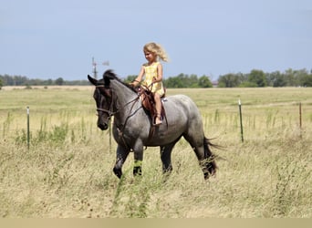 Weitere Ponys/Kleinpferde Mix, Stute, 2 Jahre, 142 cm, Roan-Blue