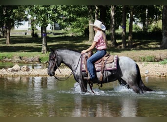 Weitere Ponys/Kleinpferde Mix, Stute, 2 Jahre, 142 cm, Roan-Blue