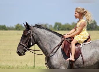 Weitere Ponys/Kleinpferde Mix, Stute, 2 Jahre, 142 cm, Roan-Blue