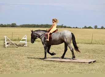 Weitere Ponys/Kleinpferde Mix, Stute, 2 Jahre, 142 cm, Roan-Blue
