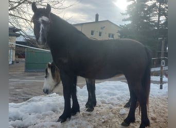 Weitere Ponys/Kleinpferde Mix, Stute, 2 Jahre, 146 cm, Rappschimmel