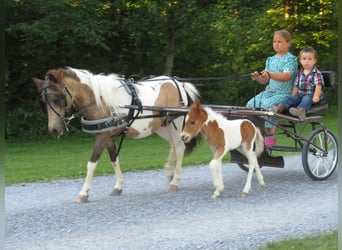 Weitere Ponys/Kleinpferde, Stute, 2 Jahre, 97 cm, Schecke