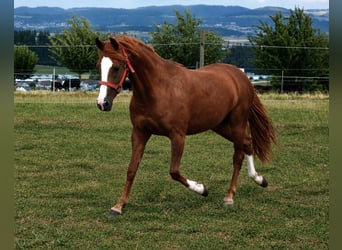 Weitere Ponys/Kleinpferde, Stute, 2 Jahre, Fuchs