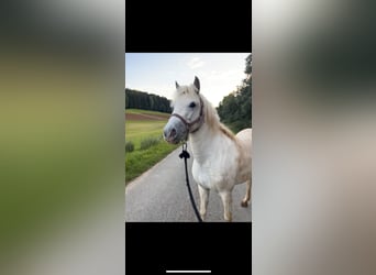 Weitere Ponys/Kleinpferde Mix, Stute, 3 Jahre, 115 cm, White