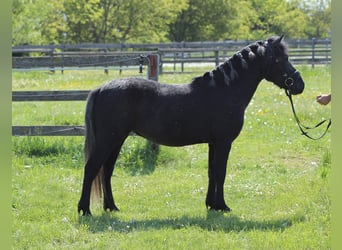 Weitere Ponys/Kleinpferde, Stute, 3 Jahre, 128 cm, Rappschimmel