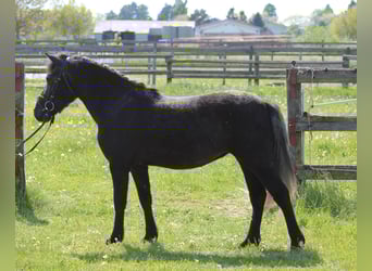 Weitere Ponys/Kleinpferde, Stute, 3 Jahre, 128 cm, Rappschimmel