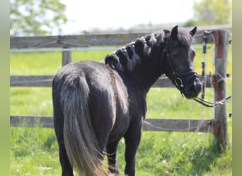 Weitere Ponys/Kleinpferde, Stute, 3 Jahre, 128 cm, Rappschimmel