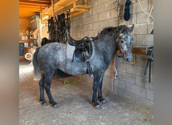 Weitere Ponys/Kleinpferde, Stute, 3 Jahre, 135 cm, Apfelschimmel