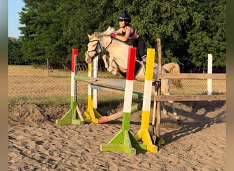 Weitere Ponys/Kleinpferde, Stute, 3 Jahre, 135 cm, Palomino