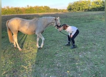 Weitere Ponys/Kleinpferde, Stute, 3 Jahre, 135 cm, Palomino