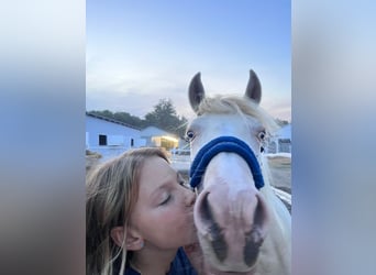 Weitere Ponys/Kleinpferde, Stute, 3 Jahre, 135 cm, Palomino