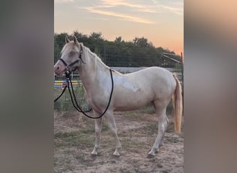 Weitere Ponys/Kleinpferde, Stute, 3 Jahre, 135 cm, Palomino